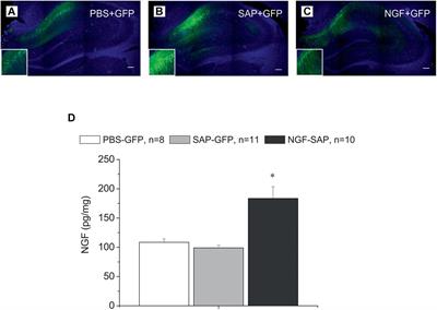 Intrahippocampal Adeno-Associated Virus–Mediated Overexpression of Nerve Growth Factor Reverses 192IgG-Saporin–Induced Impairments of Hippocampal Plasticity and Behavior